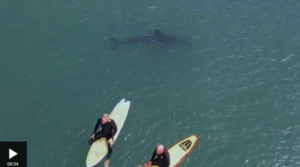 shark underneath a group of surfers in san onofre california beach